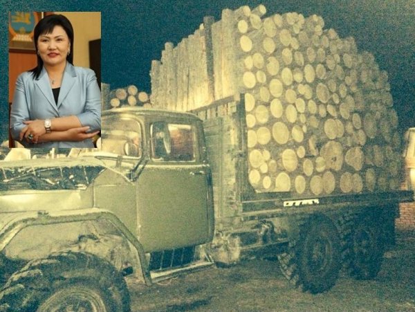 БОАЖ-ийн сайд Д.Оюунхорол модны хулгайчдад мод бэлтгэхийг үүрэгджээ