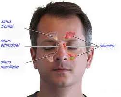 Хамар нармайн зовиур гэж юу вэ?