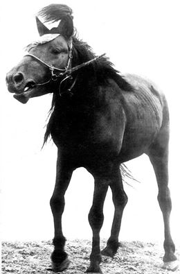 Хөхийн Сүрэнхорын хээр