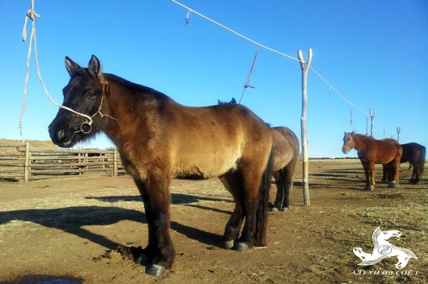 Сайн хүлгийг туурайн чимээгээр таньсан нь