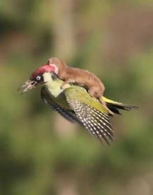 Интернетийг шуугиулж буй ШУВУУ, ХӨХТӨН хоёр