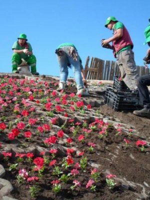 92 гудамж талбайд мод, сөөг, цэцэг тарина