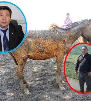 Булган аймгийн Баяннуур суманд 52 тооны адуу амьдаараа шатжээ