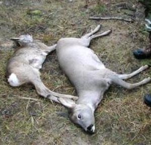 Бор гөрөөс агнавал 800 мянгаар торгоно