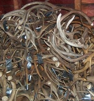 4.1 тонн бугын эвэр хадгалж байжээ