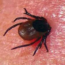 Хачигт халдвараас сэргийлэхийг зөвлөж байна