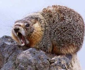 Тарваган тахал өвчний сэрэмжлүүлэг