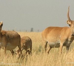 Соргог бөхөн олноороо үрэгджээ