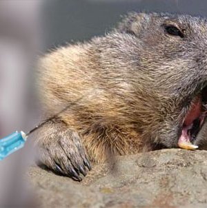 Тарваган тахал өвчнөөс сэргийлэх дархлаажуулалт хийж байна