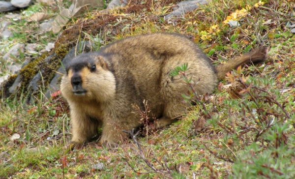 Орон даяар тарваган тахлаас сэргийлэх дархлаажуулалт зохион байгууллаа