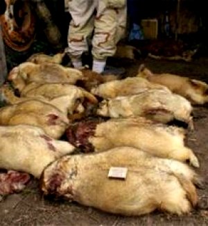 300 орчим тарвага тээвэрлэж явсныг илрүүлжээ