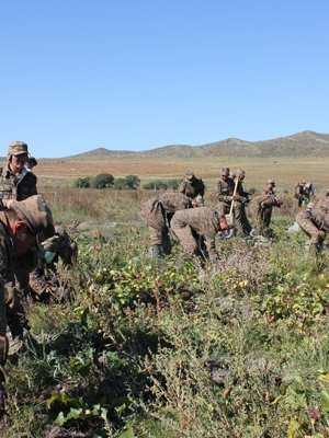 Ургац хураалт 30 гаруй хувьтай байна