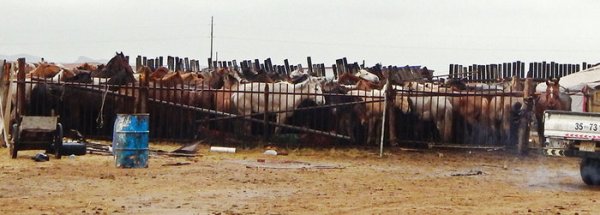 Эрдэнэт хүлгээ эрлийз гөлөгний үнээр Хятад руу ачуулж байна