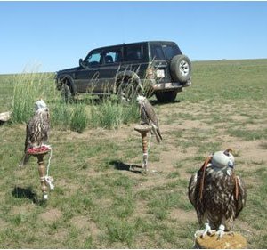 47 шонхор шувуу хил нэвтрүүлэх гэж байсныг илрүүлжээ