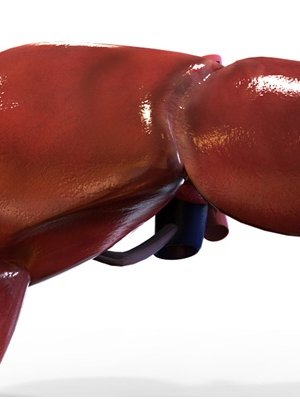 Шинэ элэг бүтээгч Лайннек тарилга