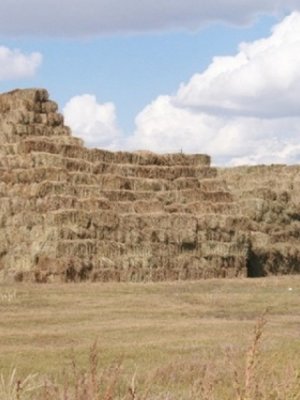 Малчид, фермерүүдэд хөнгөлөлттэй үнээр өвс худалдаж байна