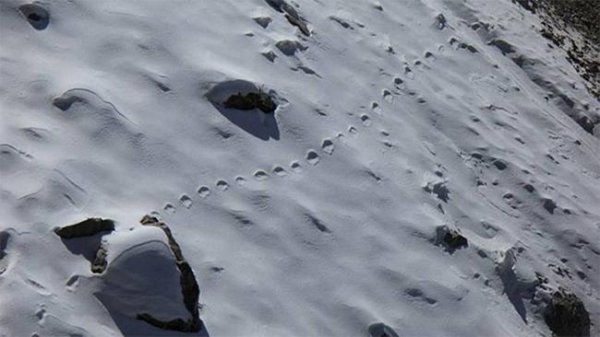 Хималайн ууланд алмасны мөр олджээ