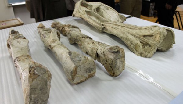 Үлэг гүрвэлийн олдворуудаа буцаан авна