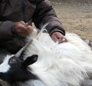 Малчид ноолуурын үнэд найдаад нэмэргүй