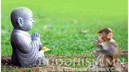 Тэнэг шавийн тэрсүүд багштайгаа хэлцсэн үгсээс