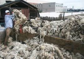 Малчдын ноосны урамшууллыг ирэх сард олгоно