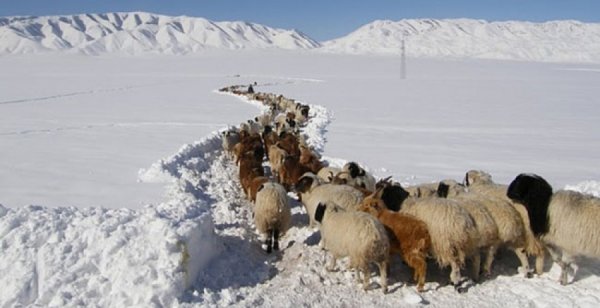 17 аймгийн 62 суманд цагаан зудтай байна