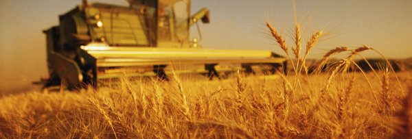 30 орчим мянган тонн гурил дотоодын жилийн хэрэгцээг хангана