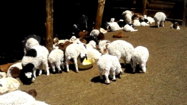 Төлийн бойжилт 98 хувьтай байна