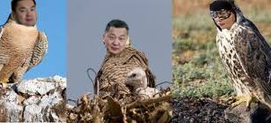 АН-ын тэжээвэр шонхорууд хулгана зурамнаас залхав уу