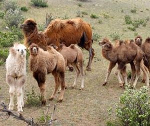 Өмнөговь аймагт 6000 гаруй ингэ ботголжээ