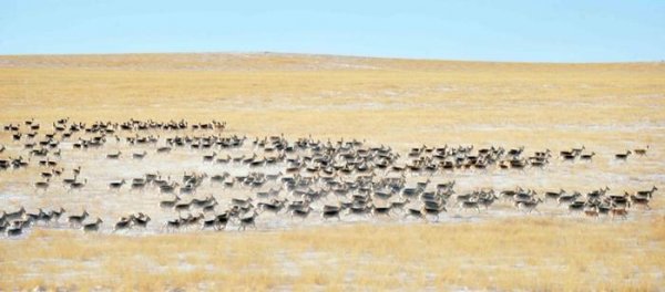 Монголын төмөр зам дээр олон мянган зээр амь алджээ