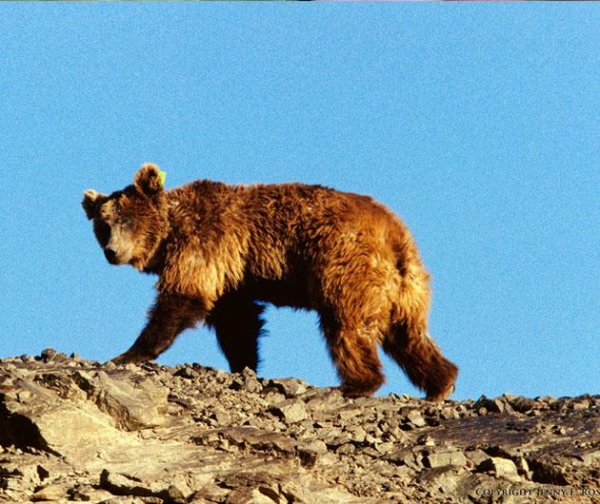 Мазаалайг АСЕМ-ийн ЛОГО болгоё