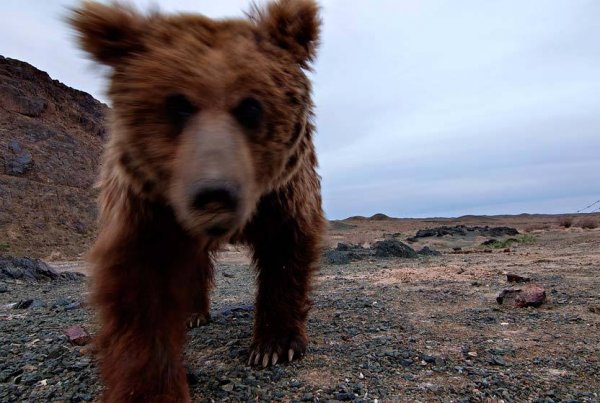 Мазаалай : Хэрвээ намайг Панда байсан бол аврах байсан уу ???