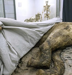 Орос, Өмнөд Солонгосын эрдэмтэд АРСЛАН ЗААНЫГ амилуулахаар боллоо