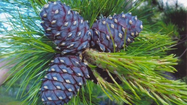 Самрын модноос хоёр хүн унаж амиа алдлаа