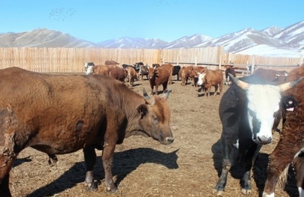 Нийслэлийн орлогч даргаар ахлуулсан ажлын хэсэг Багахангай дүүрэгт ажиллана