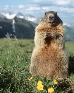 7-9 дүгээр сард тарваган тахалын халдвар эрчимждэг