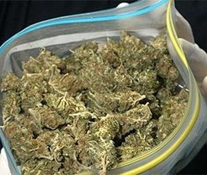 Мансууруулах төрлийн ургамал их хэмжээгээр түүж бэлтгэсэн этгээдүүдийг илрүүллээ