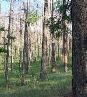 Дэлхийн нийт газар нутгийн 26 хувь нь ой модоор бүрхэгдсэн байдаг