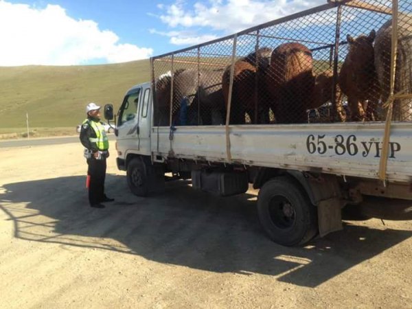 Малын гаралтай бүтээгдэхүүн зөөвөрлөн авч явахгүй байхыг анхаарна уу