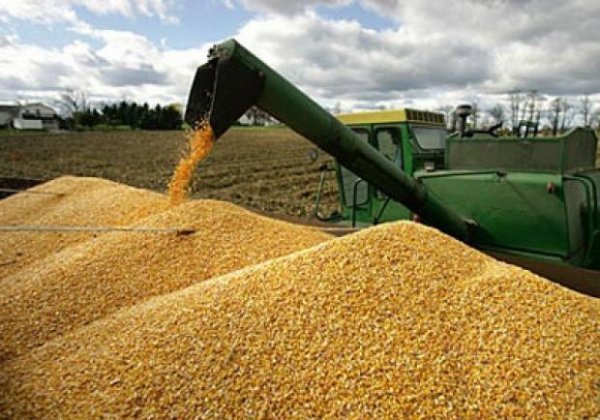 Одоогоор 11.899 үр тариа хураагаад байна