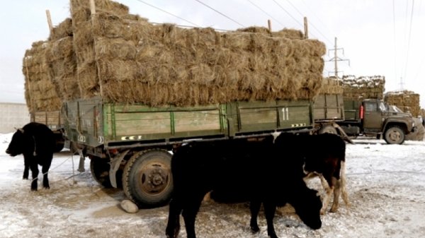 Өвс ачсан машин шатжээ