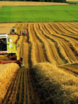 Ургац хураалтад оюутан залуус  ажиллаж болно