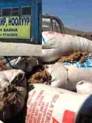 Хонины нэхийний үнэ өсч 3000 төгрөг болжээ