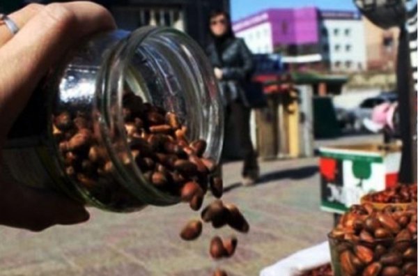 Самрыг ястай нь экспортлохыг хориглодог