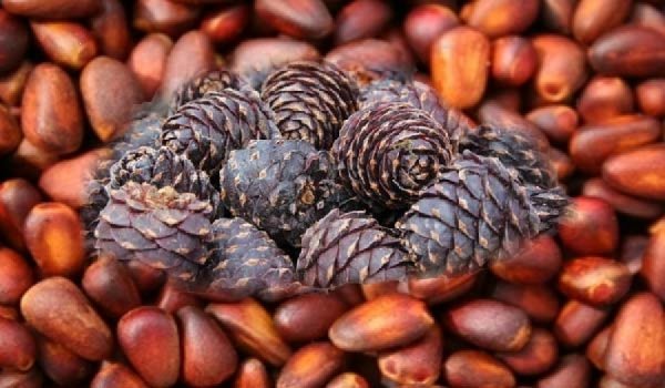 Самрыг ястай нь экспортлохыг хориглодог