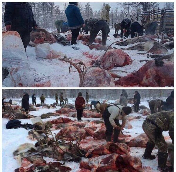 Годонгоос болж амьтад үхсээр л...