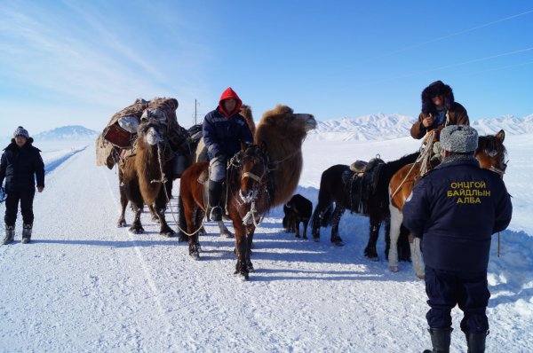 Уулын бүсэд өвөлжиж байгаа айлуудын мал бэлчээрлэх боломжгүй болсноос говийн бүс рүү нүүдэллэж байна