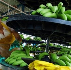 Банана, кофены бизнесээр эдийн засгаа арай гэж тогтоож байсан “Коста Рика”