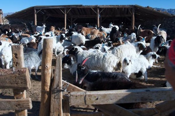 Мал тооллого өнөөдрөөс /12.07/ эхэллээ